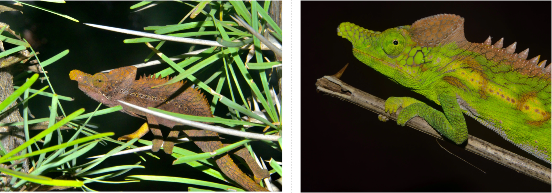 ニッタンプロフ確認様専用 Chameleons of Africa 【公式通販】
